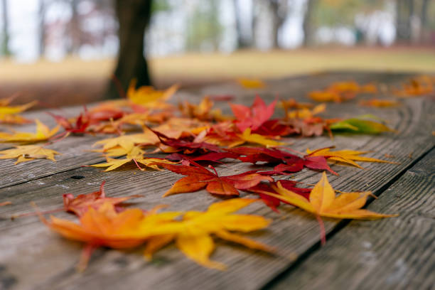 Autumn Forest